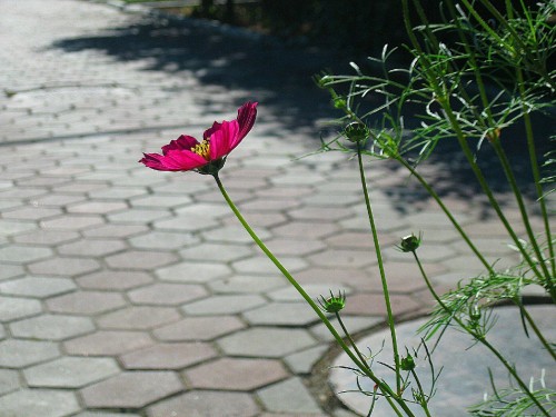 Image pink flower on green grass during daytime