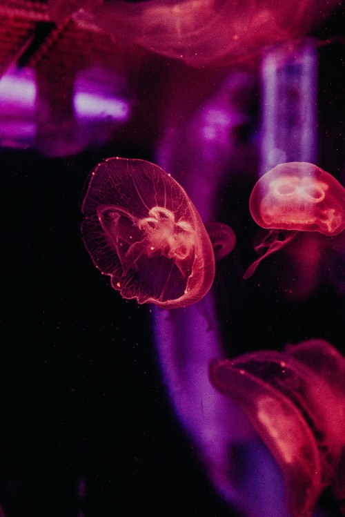 Image pink jellyfish in water during daytime