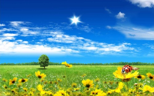 Image yellow flower field under blue sky during daytime