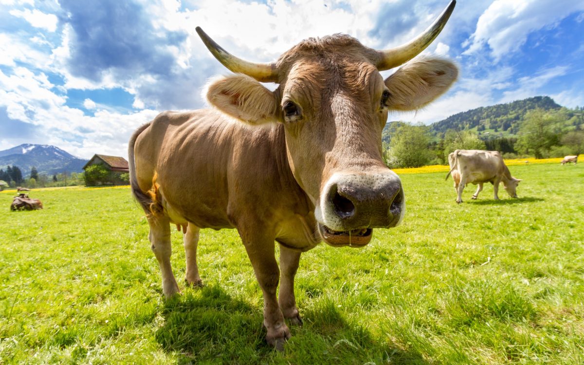 Brown Cow on Green Grass Field During Daytime. Wallpaper in 2560x1600 Resolution