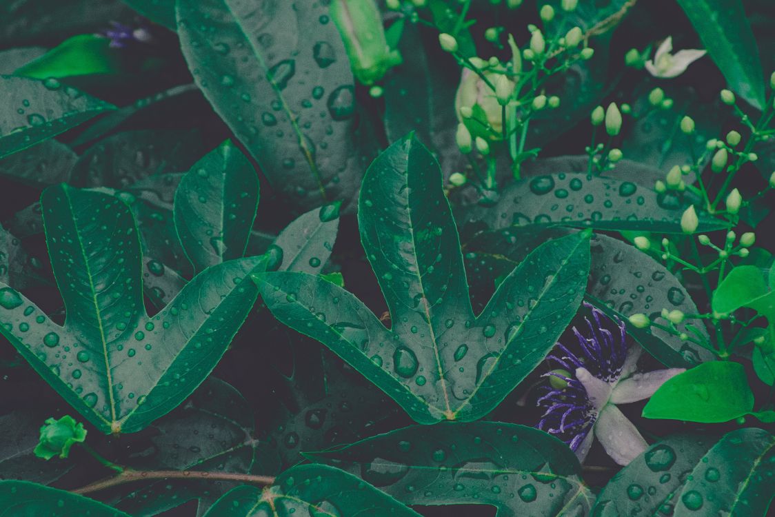 leaf, green, plant, flower, botany