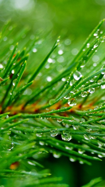 Image green plant with water droplets