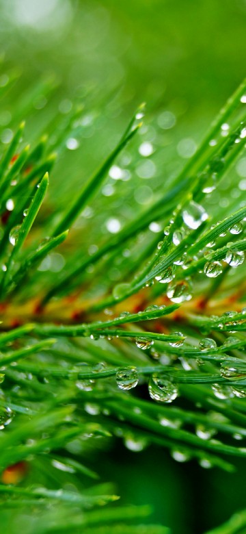 Image green plant with water droplets