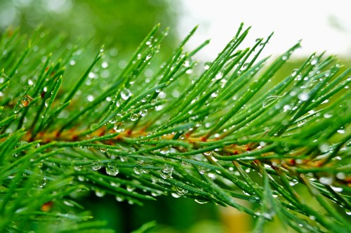 Image green plant with water droplets