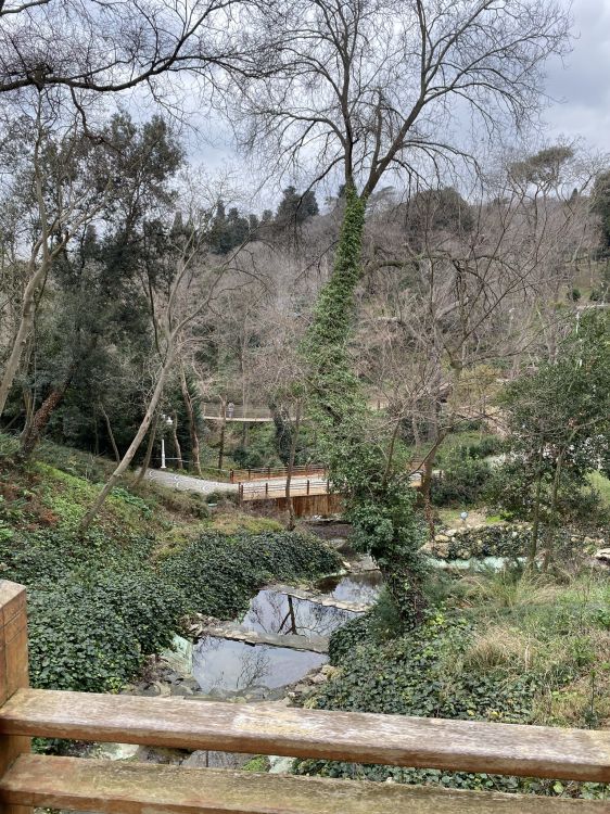 Baum, Vegetation, Naturlandschaft, Staude, Bodendecker. Wallpaper in 1536x2048 Resolution