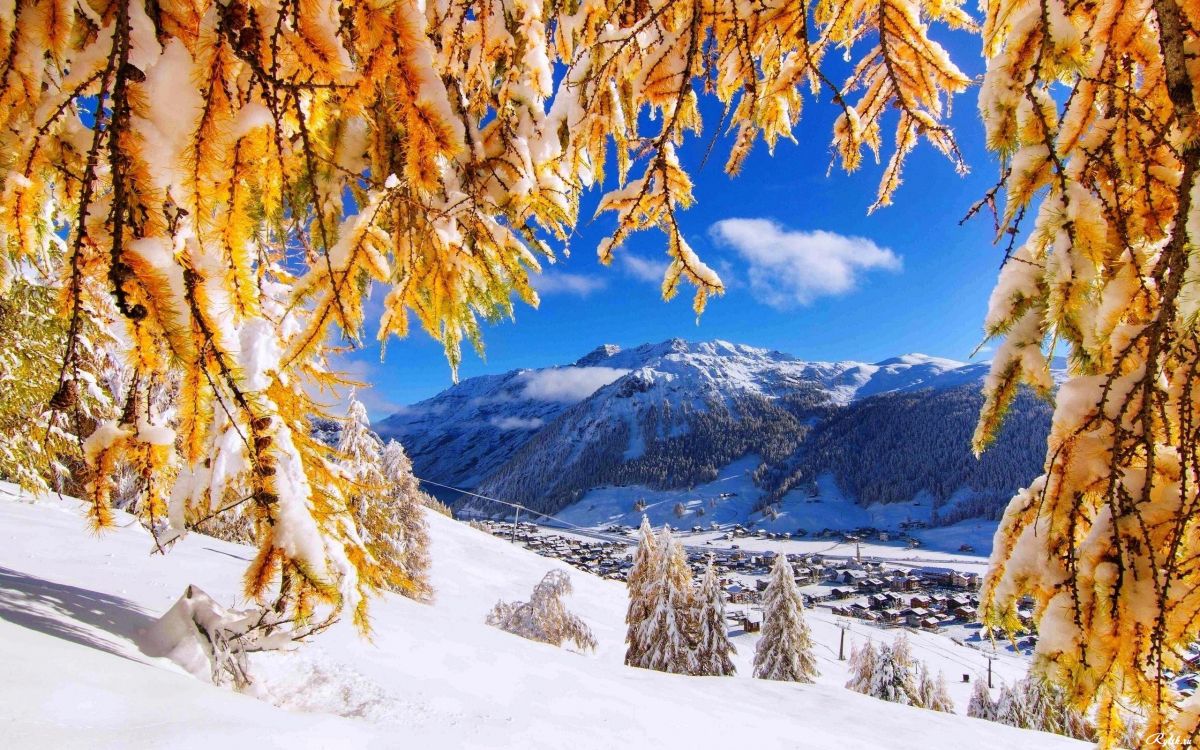 Braune Bäume Auf Schneebedecktem Boden in Der Nähe Von Schneebedeckten Bergen Tagsüber. Wallpaper in 2560x1600 Resolution