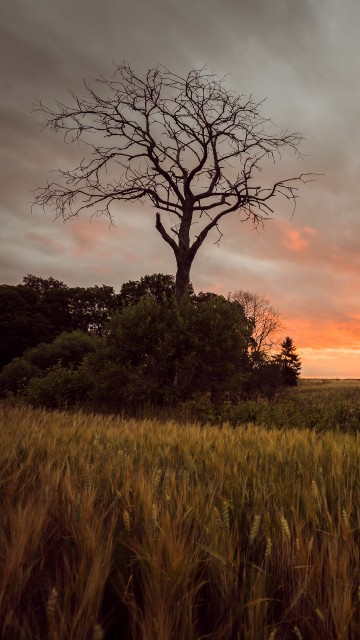 Image green grass field during sunset