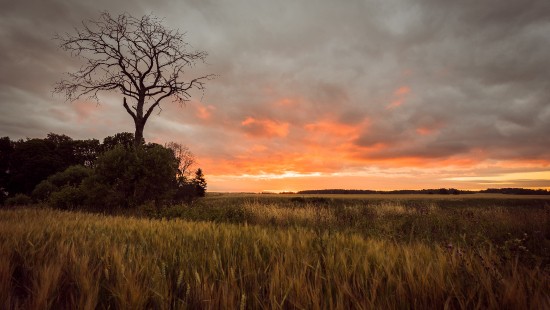 Image green grass field during sunset