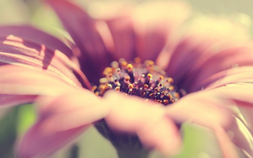 Image pink and white flower in macro lens photography