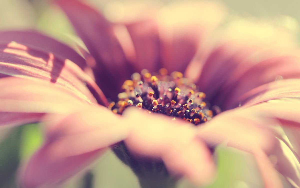 pink and white flower in macro lens photography