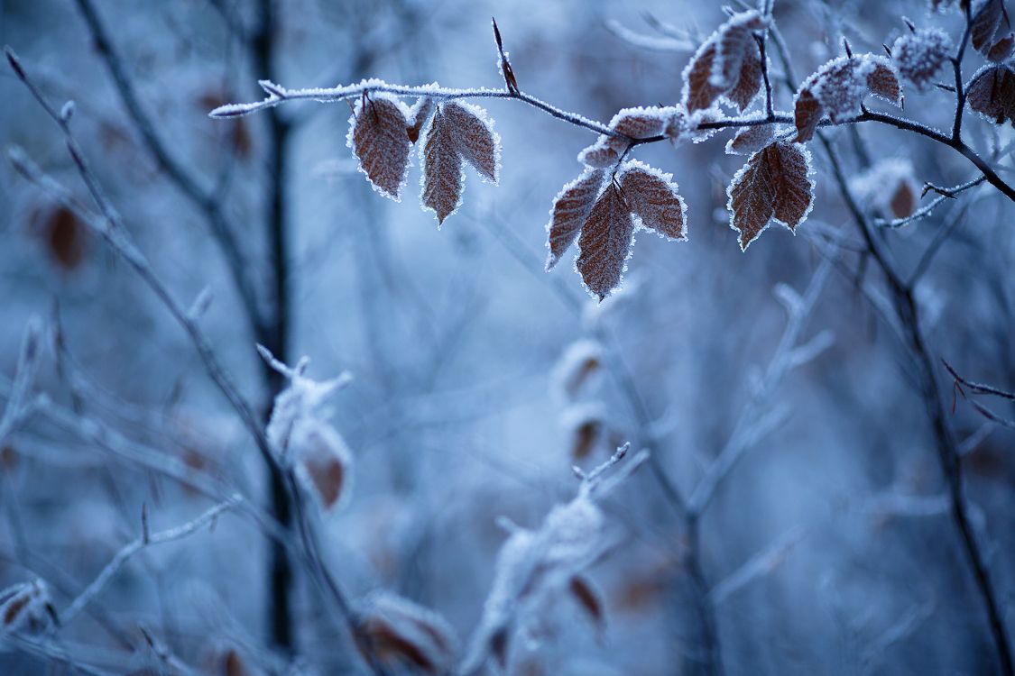 brown dried leaves on brown tree branch