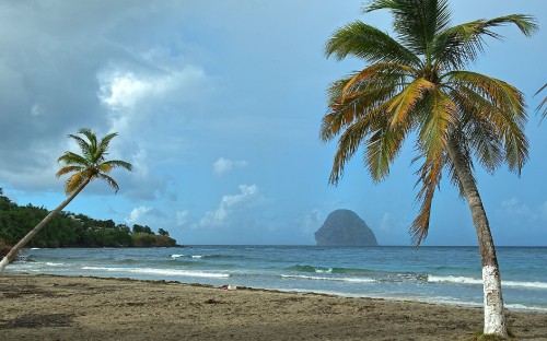 Image green palm tree near sea during daytime