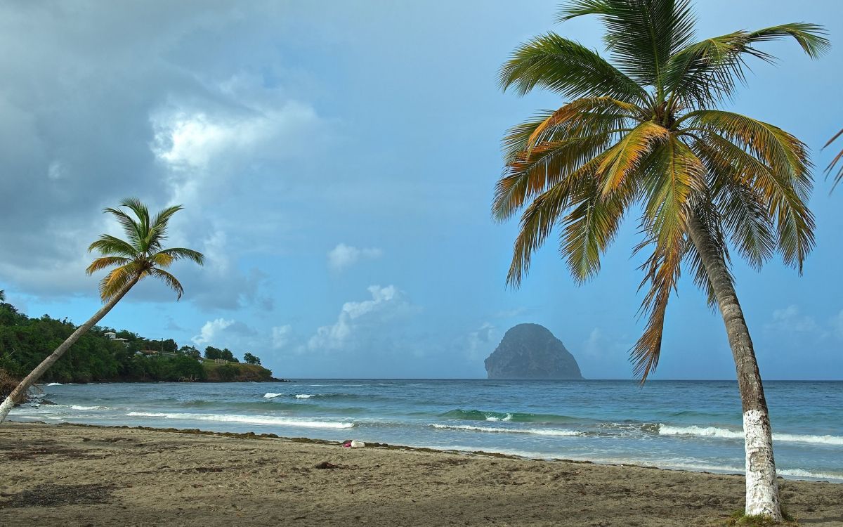 green palm tree near sea during daytime