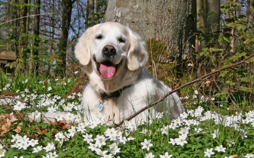 Image golden retriever puppy on green grass field during daytime