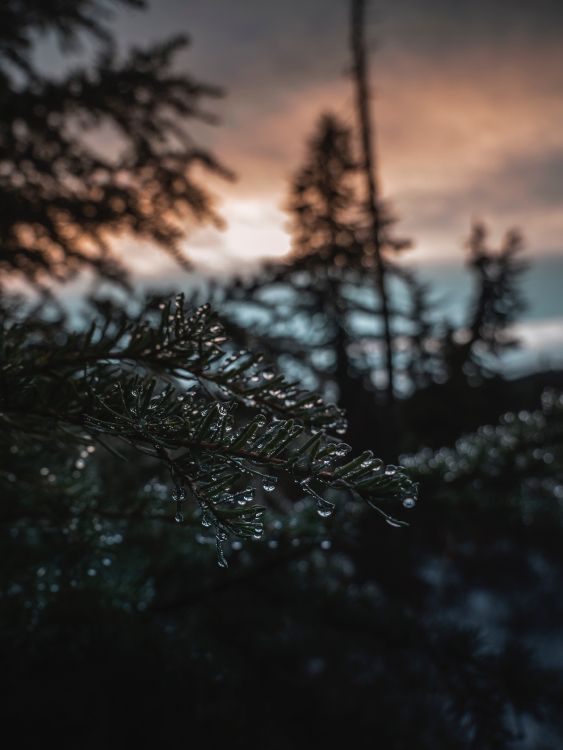 nature, tree, water, branch, music