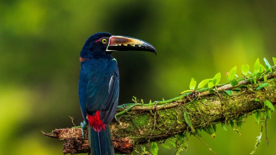 Image feather, birds, nature, branch, beak