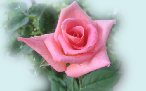 Image pink rose in bloom during daytime