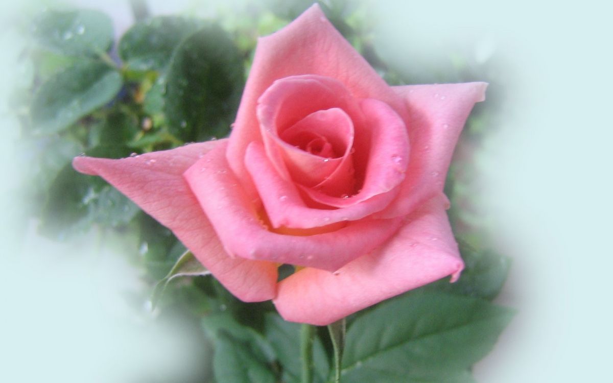 pink rose in bloom during daytime