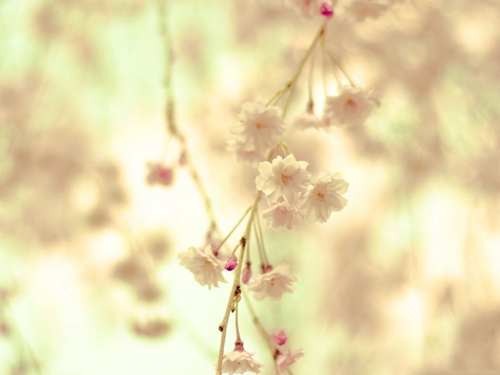 粉红色, 光, 性质, 信仰, 树枝 壁纸 3200x2400 允许