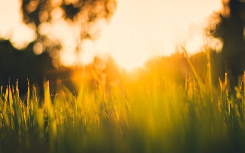 Image green grass field near body of water during daytime