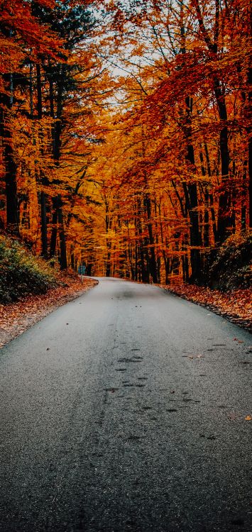 自然景观, 木, 树枝, 沥青 壁纸 1420x3000 允许