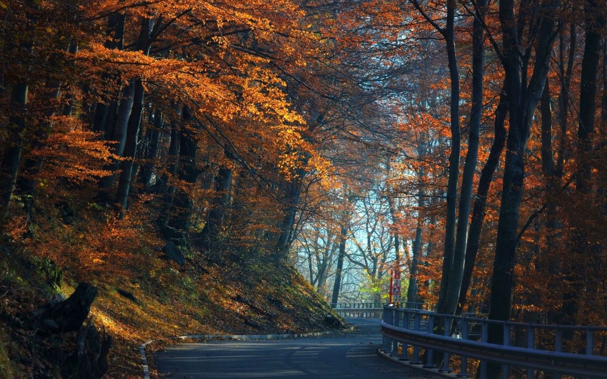 Banco de Madera Negro Cerca de Los Árboles. Wallpaper in 2560x1600 Resolution