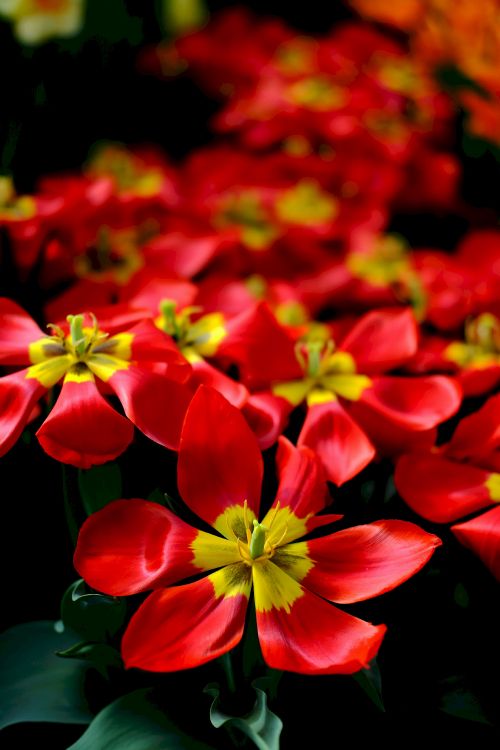 Fleurs Rouges et Jaunes Dans L'objectif à Basculement. Wallpaper in 3264x4896 Resolution