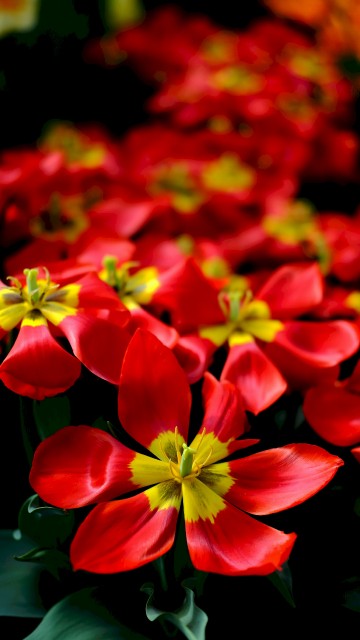 Image red and yellow flowers in tilt shift lens