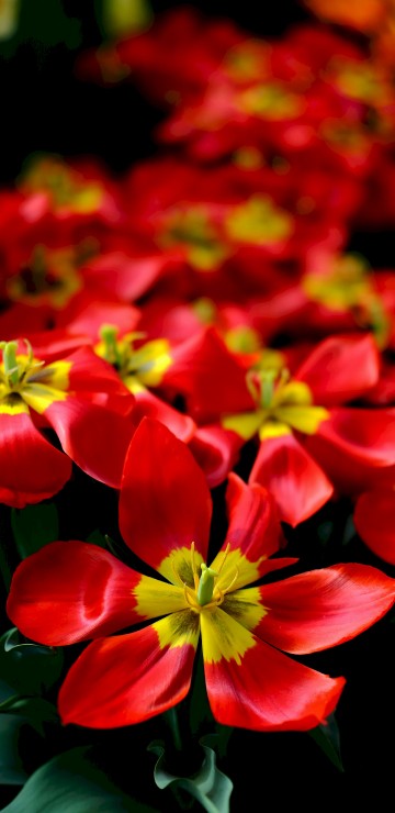 Image red and yellow flowers in tilt shift lens