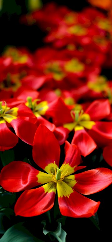 Image red and yellow flowers in tilt shift lens