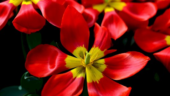 Image red and yellow flowers in tilt shift lens