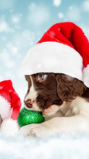 Image black and white short coated puppy on snow covered ground during daytime