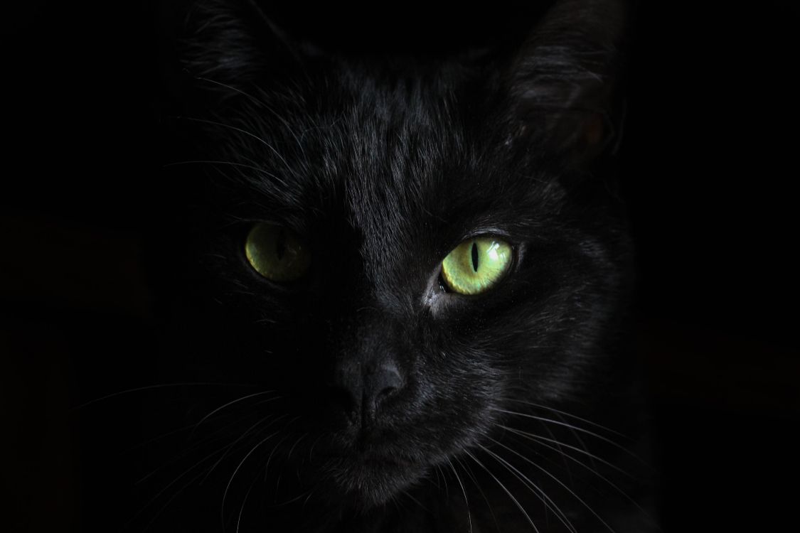 Chat Noir Aux Yeux Verts. Wallpaper in 5184x3456 Resolution