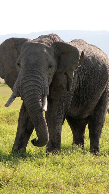 Image elephant on green grass field during daytime