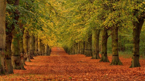 Image brown dried leaves on the ground