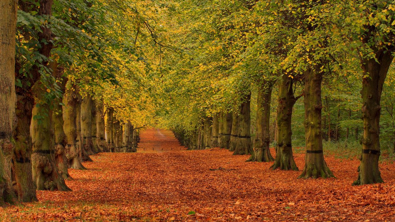 brown dried leaves on the ground