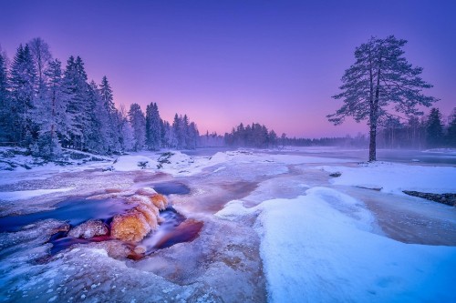 Image brown dog lying on snow covered ground near trees during daytime