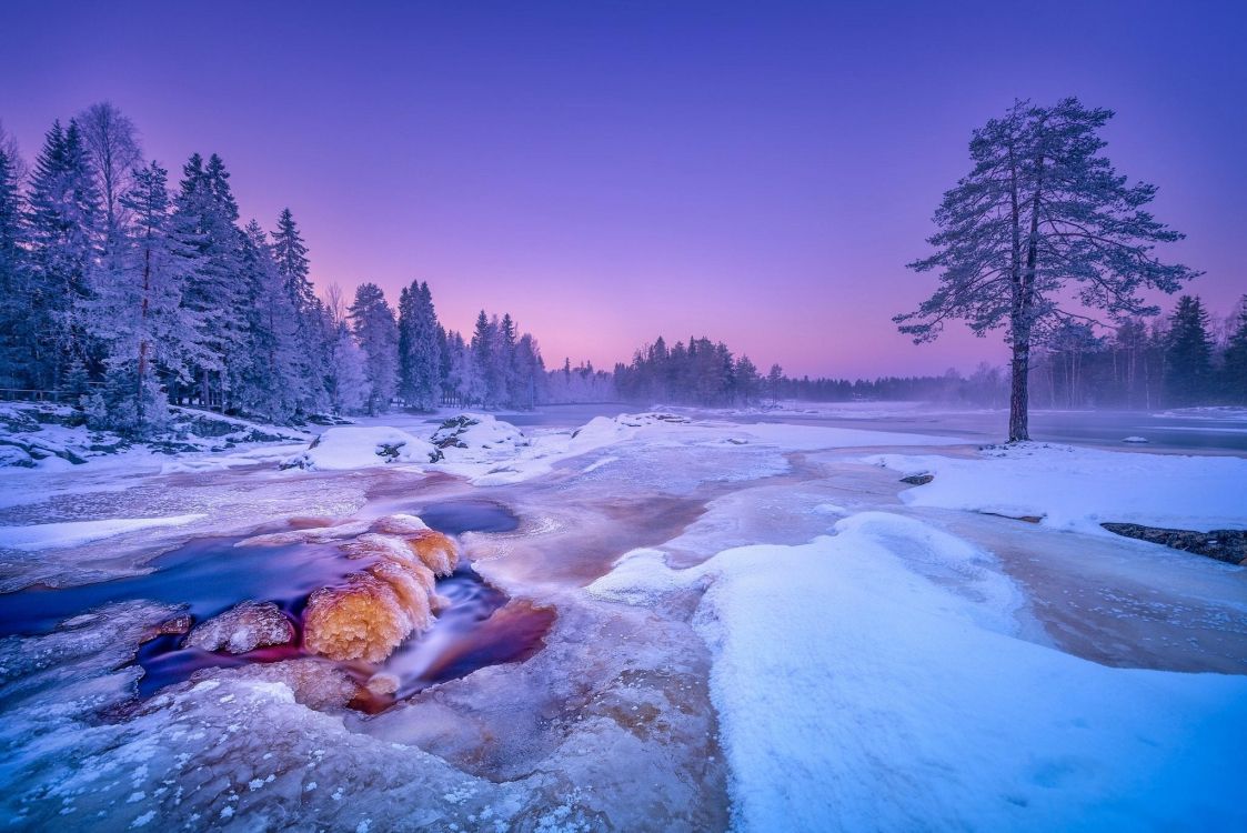 brown dog lying on snow covered ground near trees during daytime