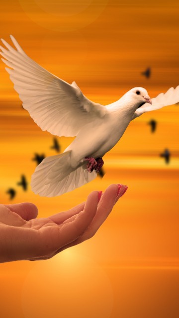 Image white bird on persons hand
