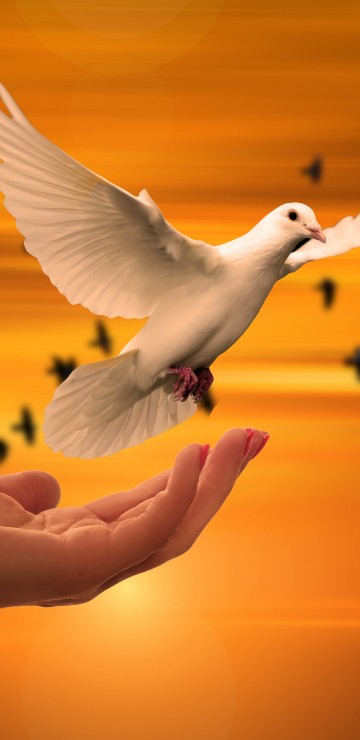Image white bird on persons hand
