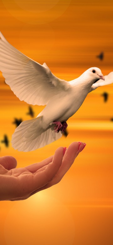 Image white bird on persons hand