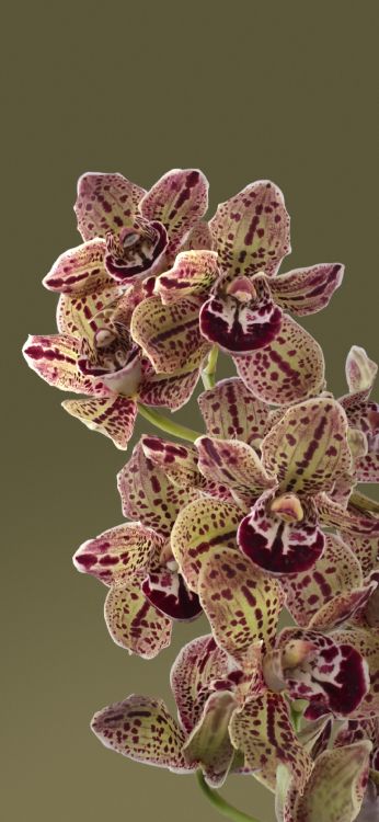 Floraison de Pixels, Google Pixel 7, Google Pixel 7 128 Go, Google, SIM. Wallpaper in 1080x2340 Resolution