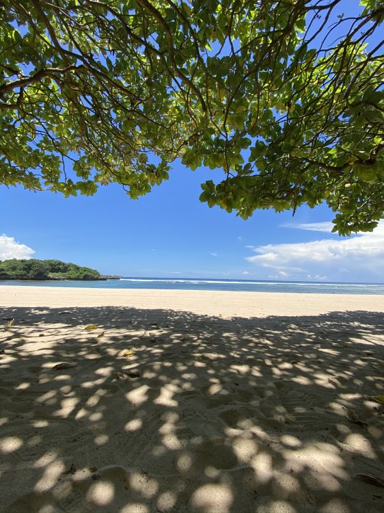 water, biology, branch, sunlight, sand