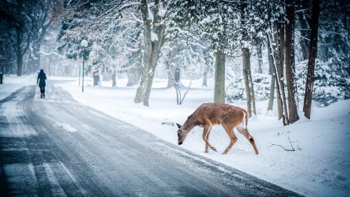 Image brown deer on snow covered ground during daytime