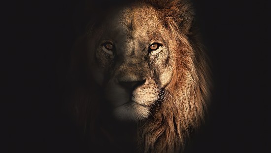 Image lion, Carnivores, cat, felidae, whiskers