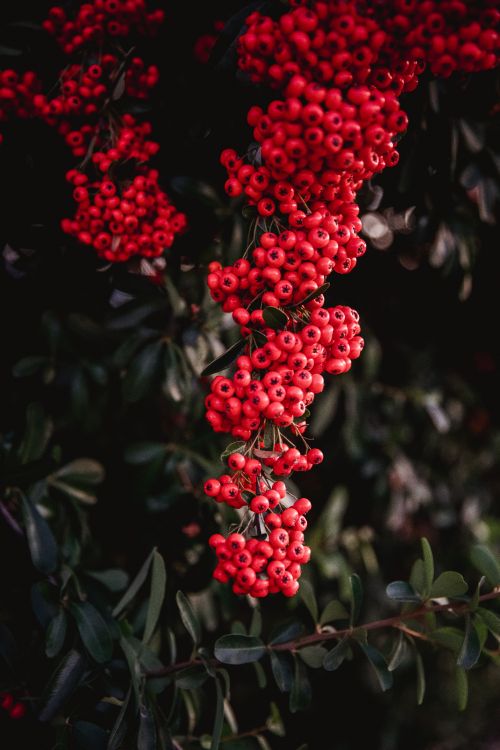 Red, Rowan, Poivre Rose, la Floraison de la Plante, Fruits. Wallpaper in 4480x6720 Resolution