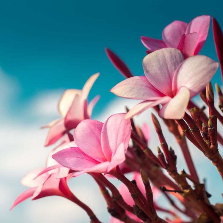 Pink and White Flower in Close up Photography. Wallpaper in 4000x4000 Resolution
