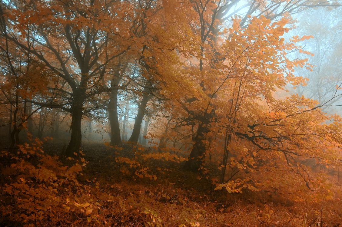 brown trees on brown grass field during daytime