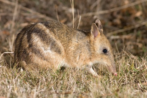 Image brown rabbit on green grass during daytime