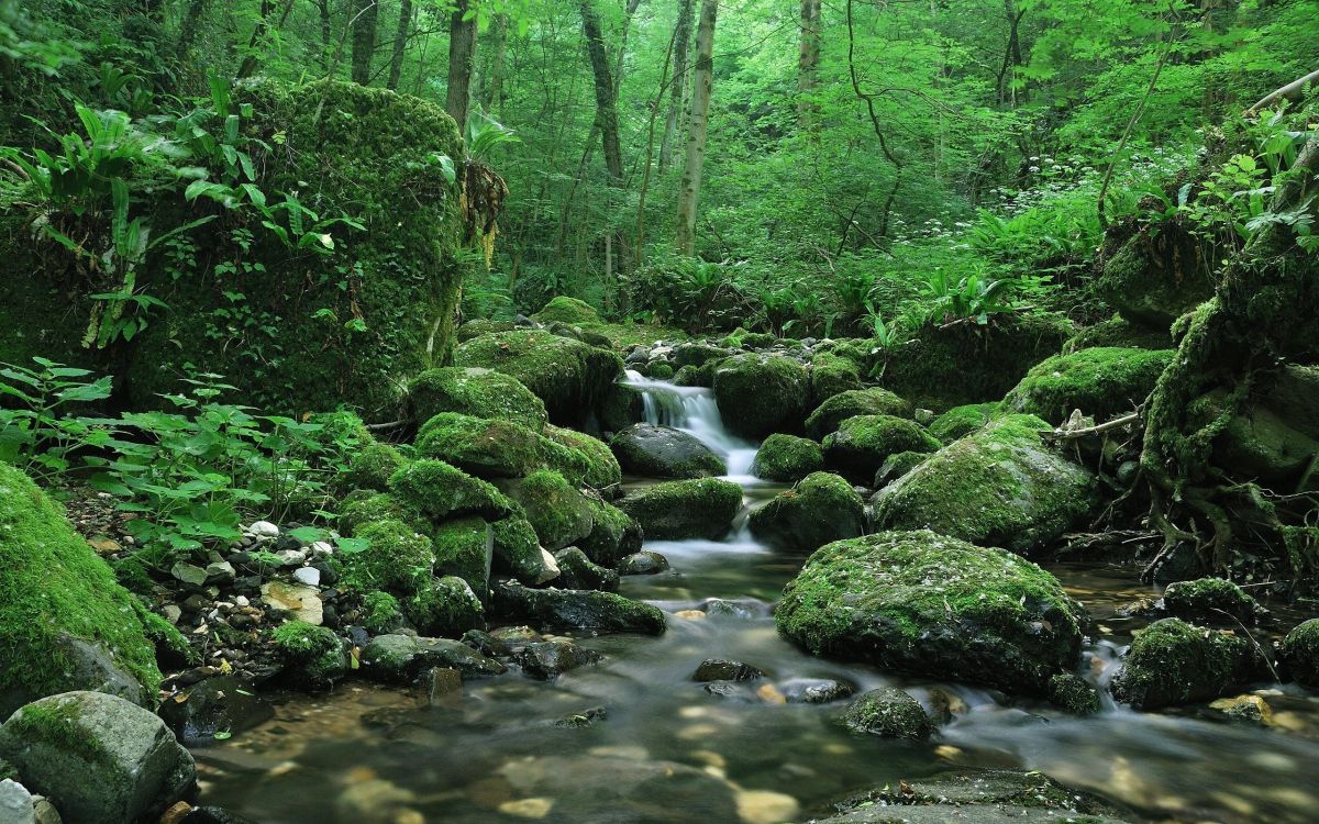 green moss on rocks in river